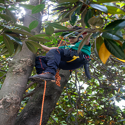 Tree Climbing